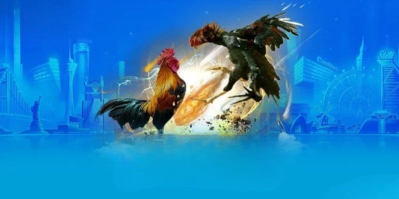 3 bước tham gia cược